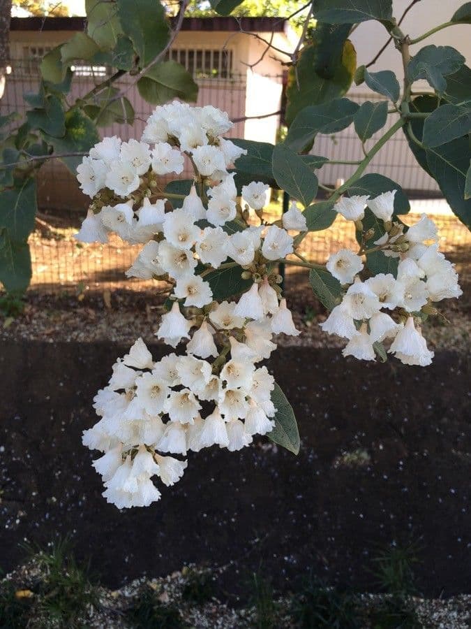 Cordia 9