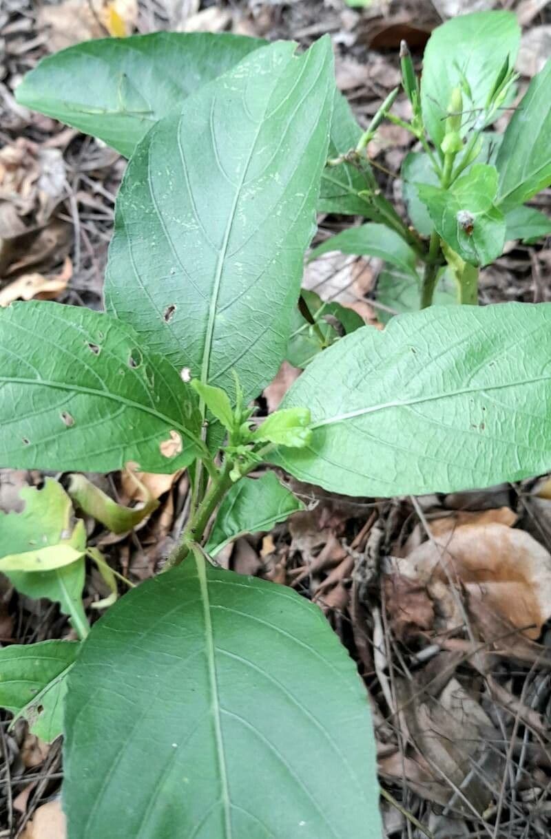 Ruellia tuberoso 16