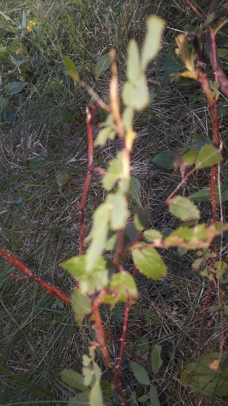 Prärie-Rose 18