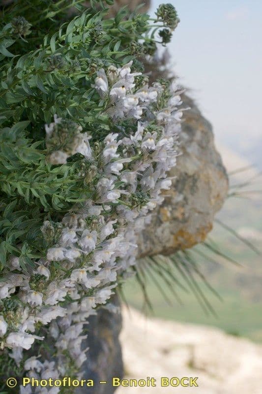 Linaria verticillata 10