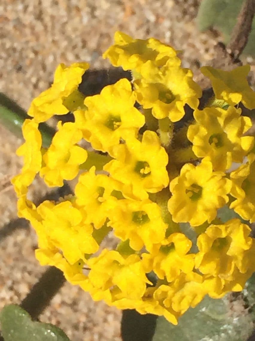 Abronia 8