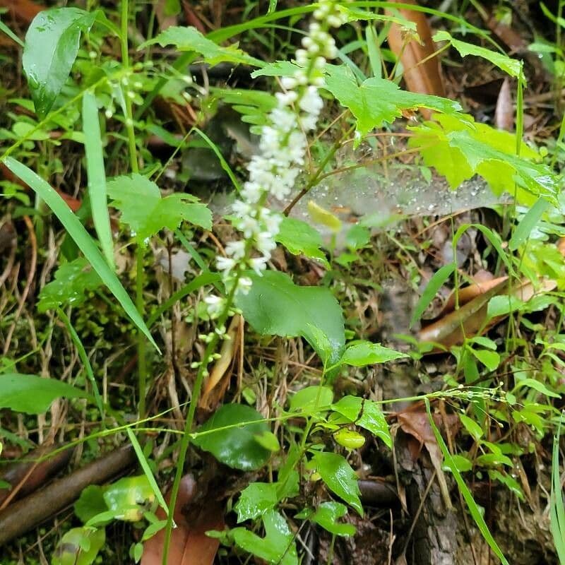 Galax urceolata 5