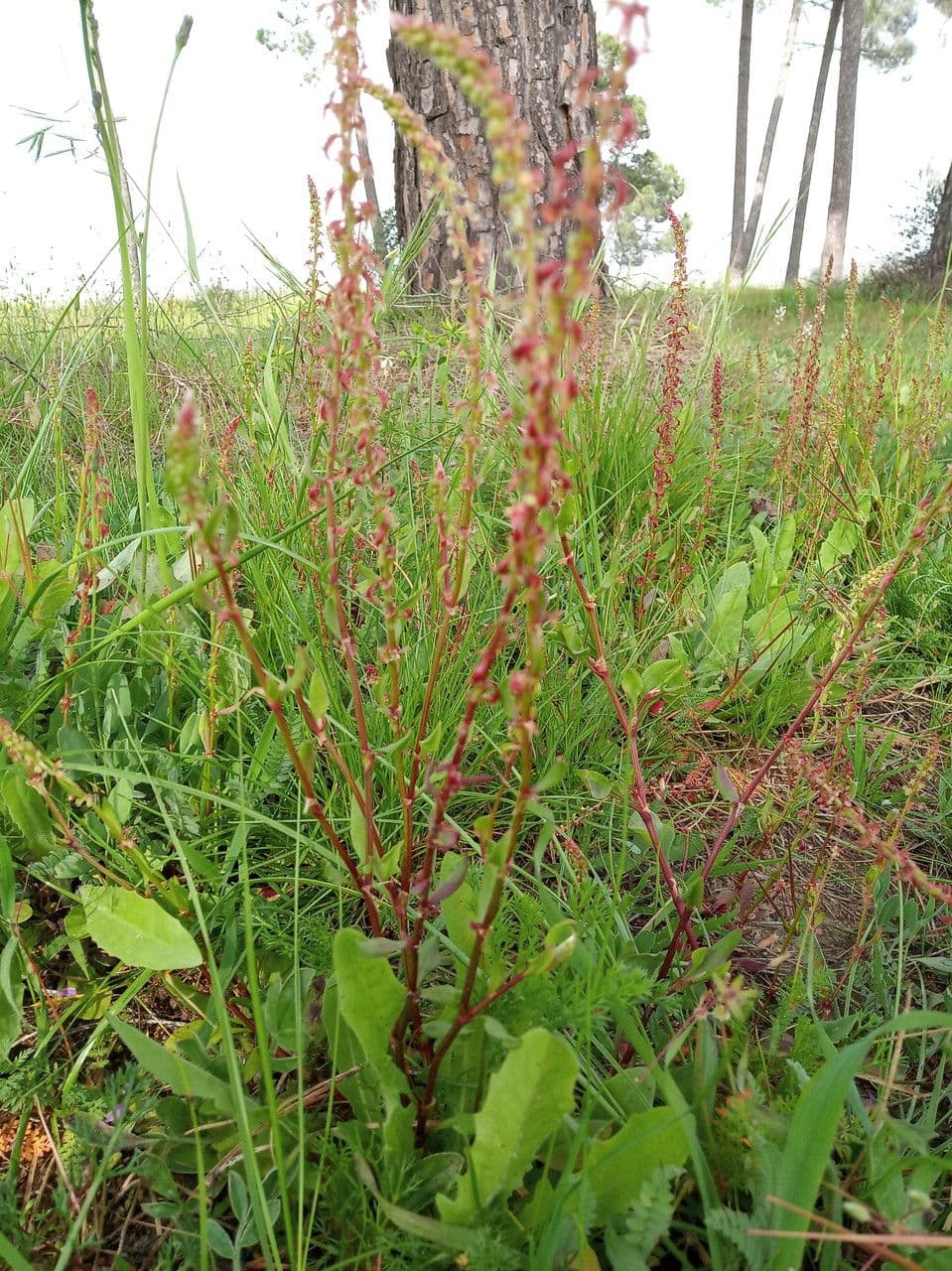 Acetosa 23