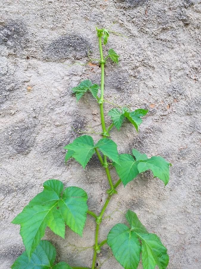 Cissus sulcicaulis 7