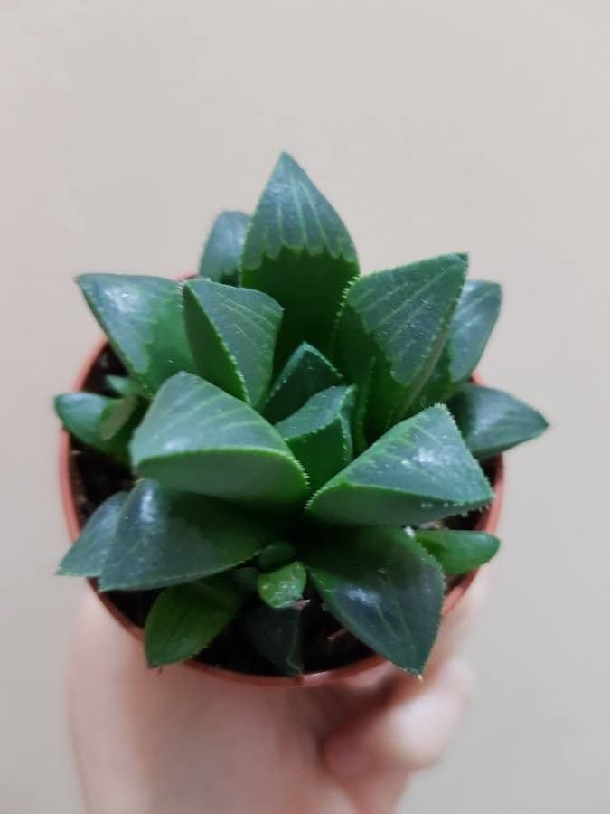Hawortia 18