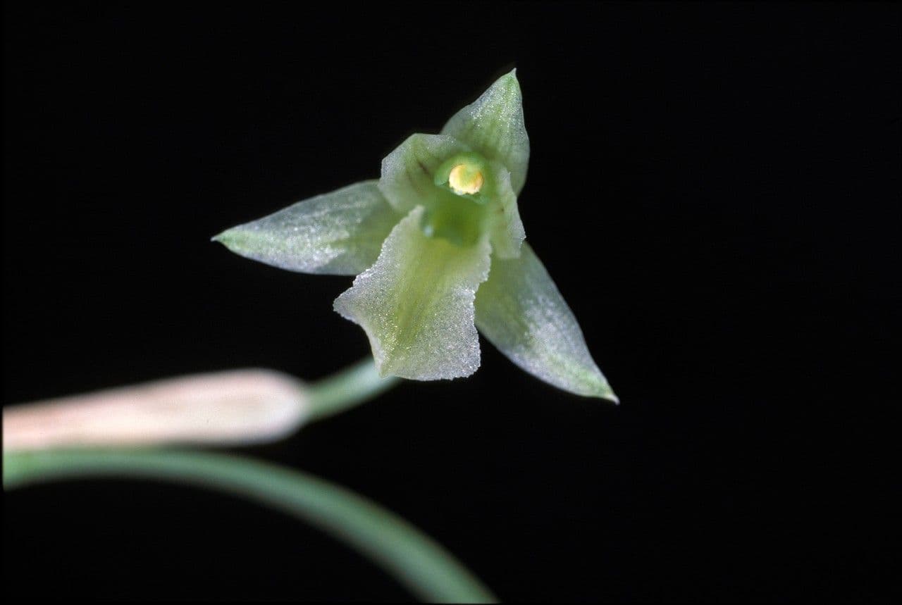 Scaphyglottis 3
