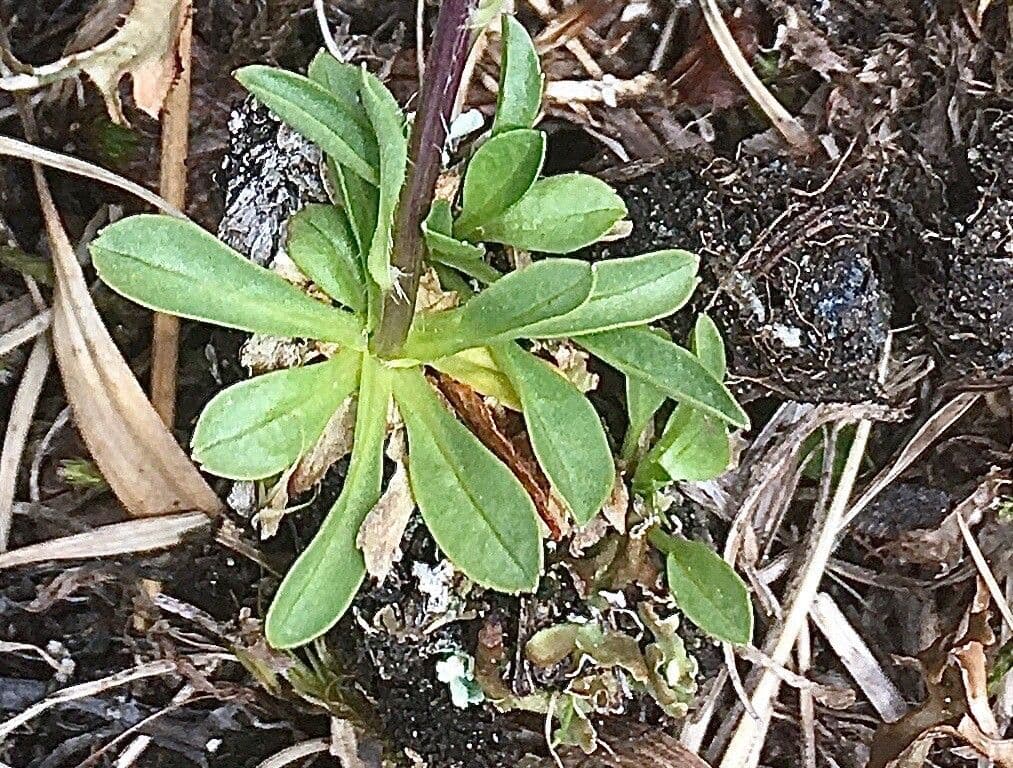 Phyteuma globulariifolium 13