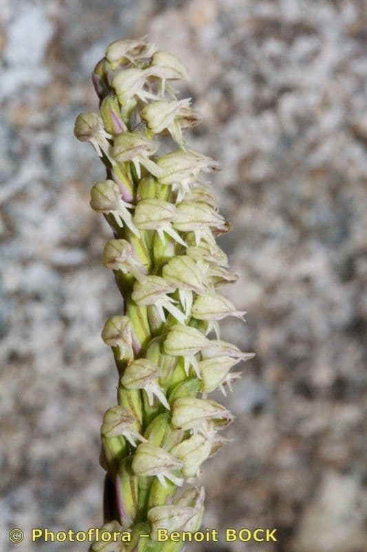 Orchidea maculata