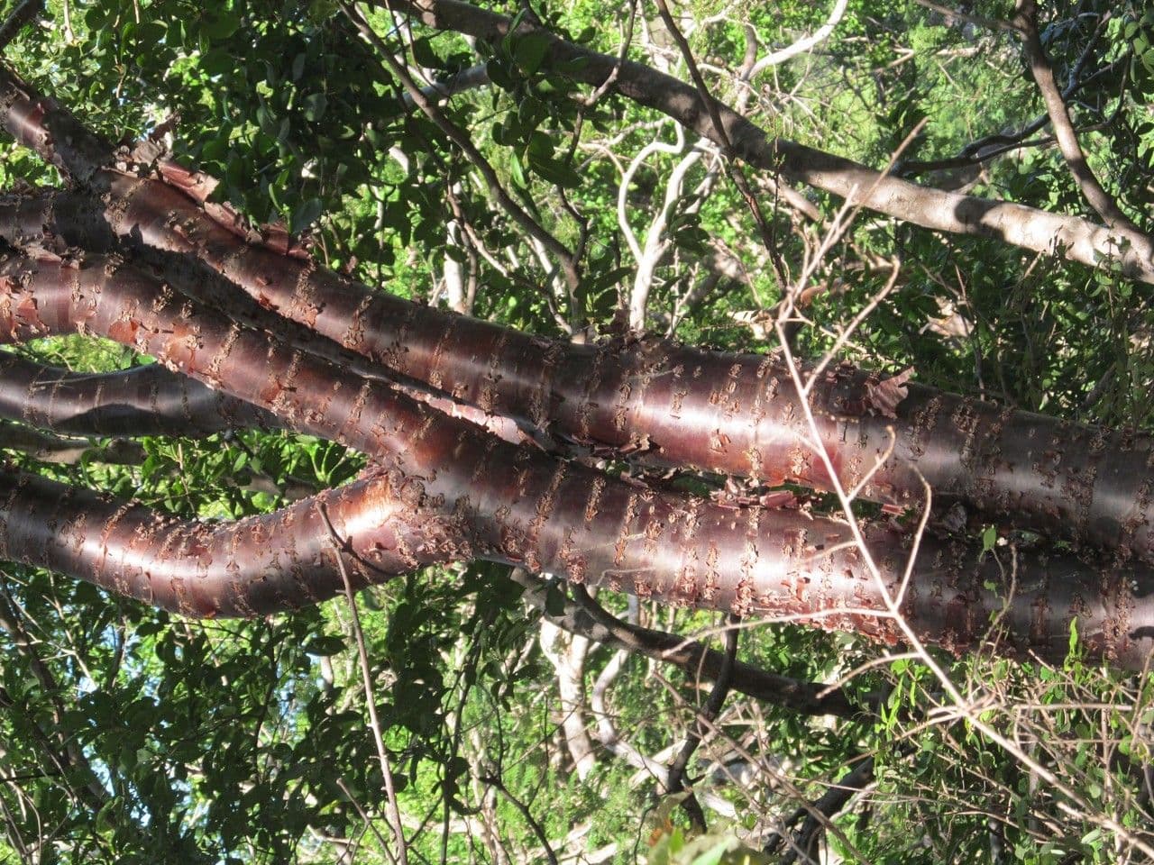 Pryšec Schlectendalův 9