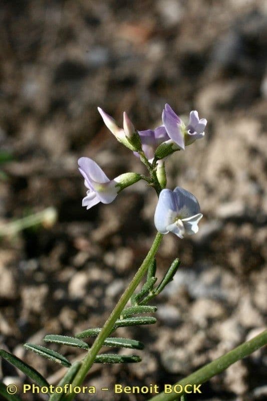 Astragalo austriaco 23