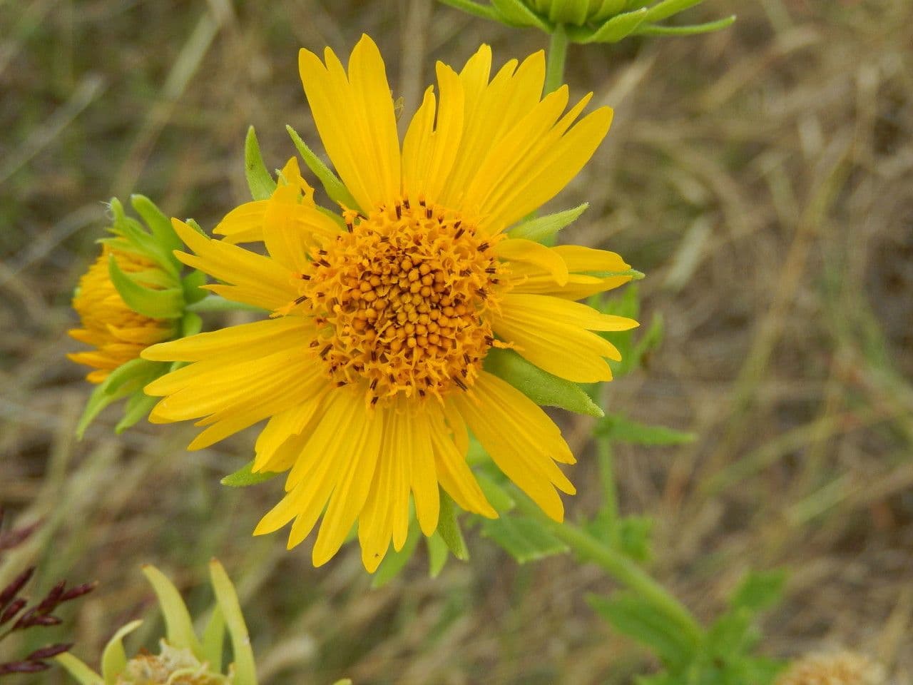 Grindelia ciliata 4