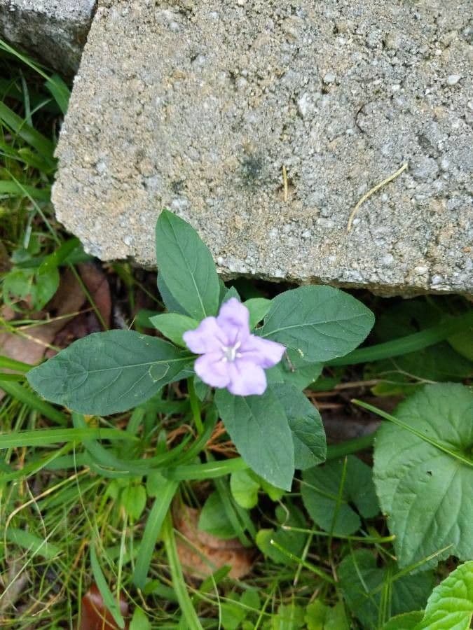 Ruellia 8
