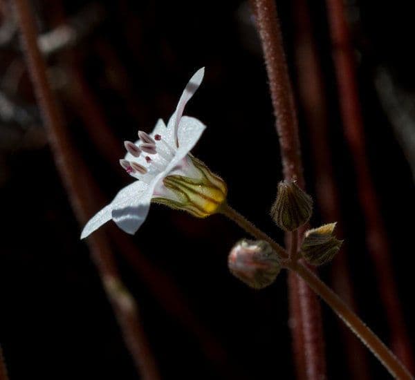 Jepsonia 2