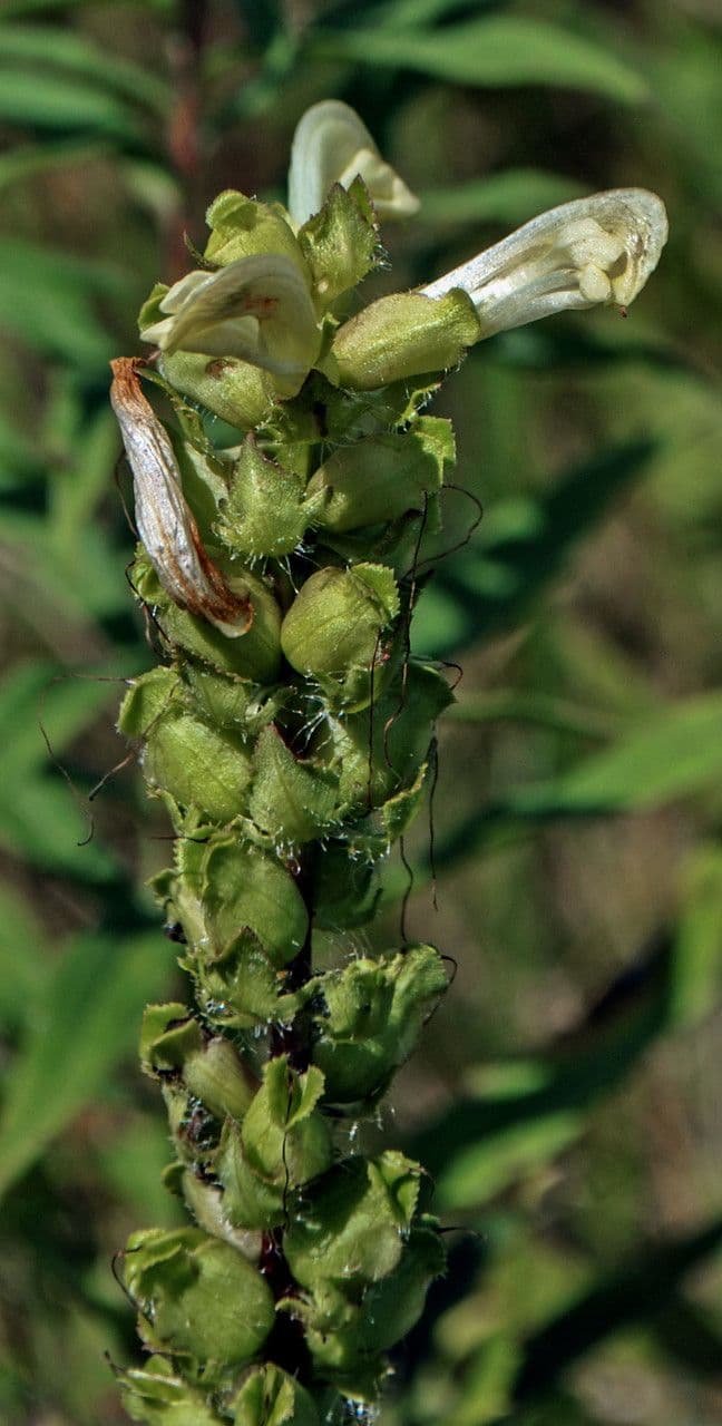 Pedicularis lanceolata 3
