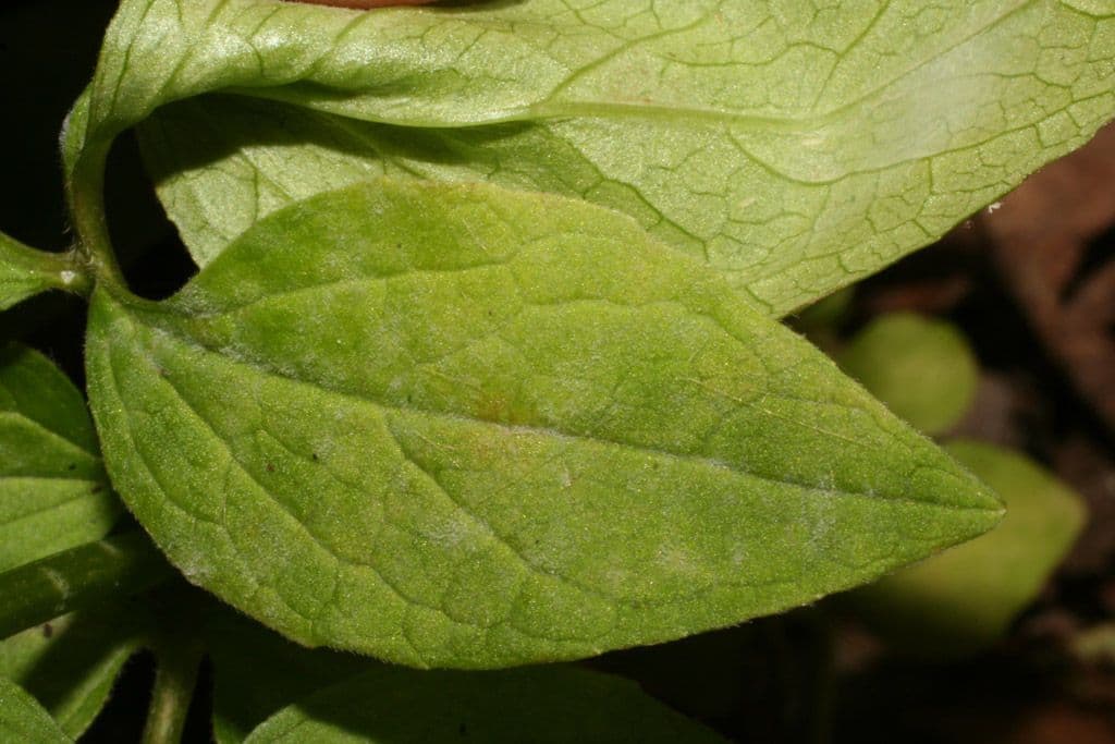 Valeriana pauciflora 16