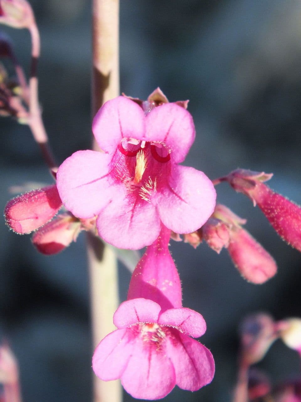 Penstemon di Parry 5