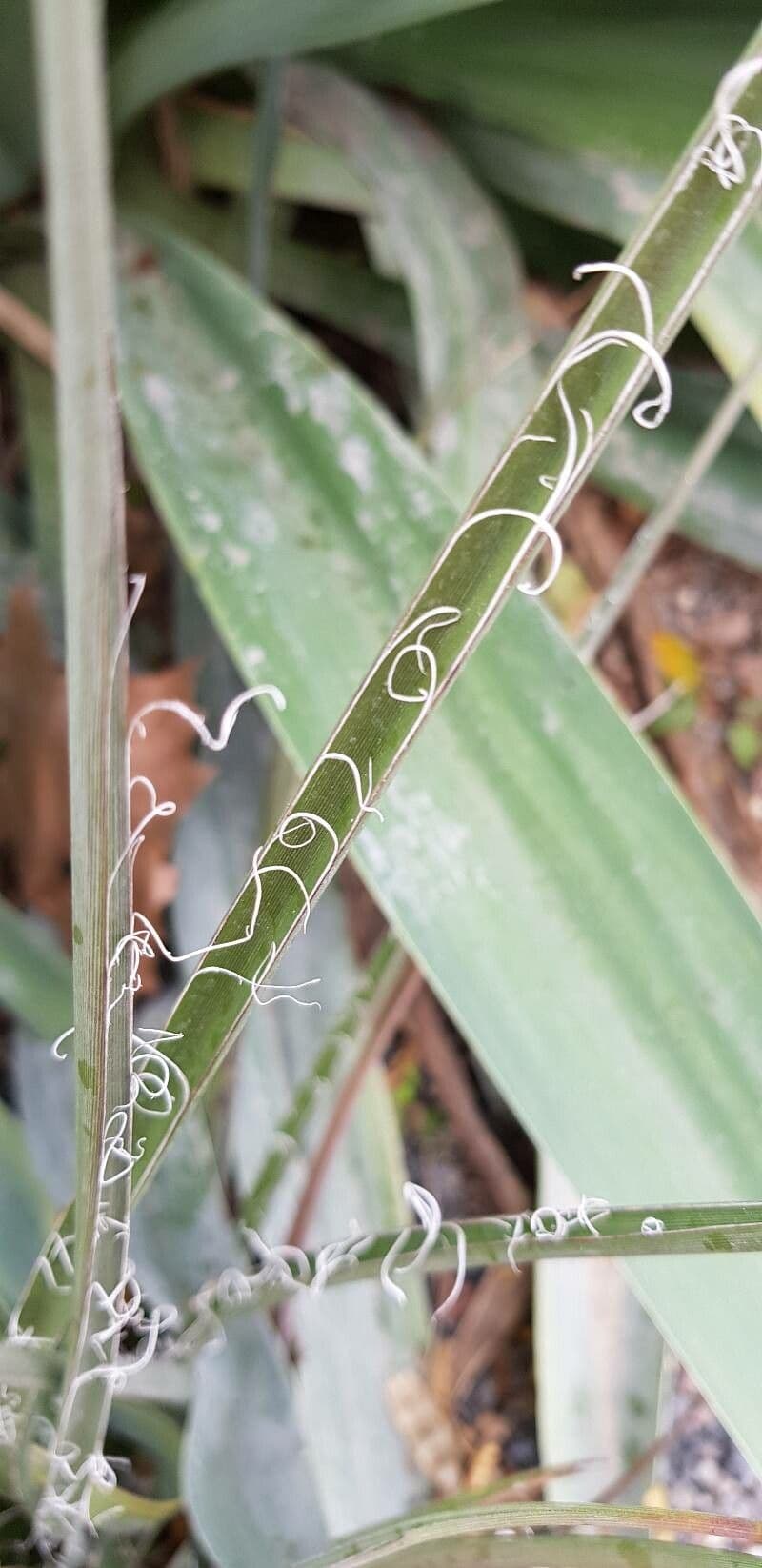Hesperaloe 14