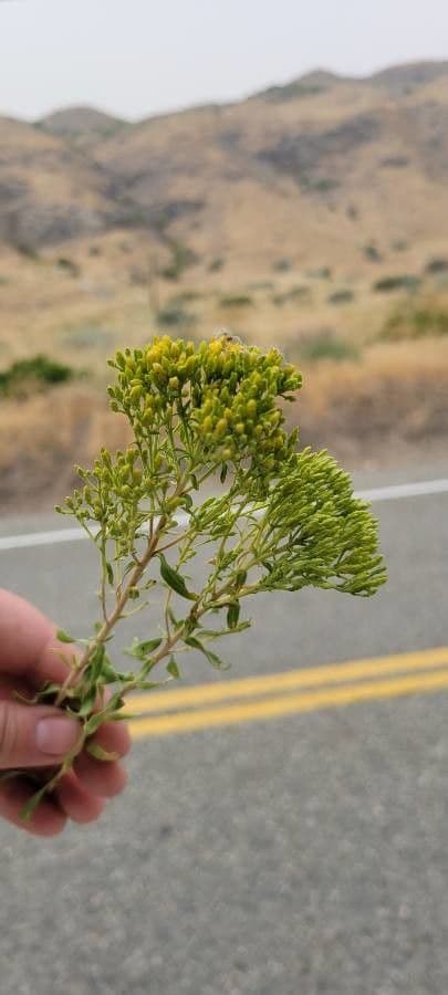 Chrysothamnus à feuilles collantes
