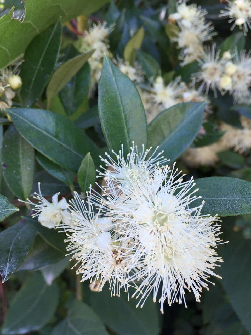 Amomyrtus meli 2