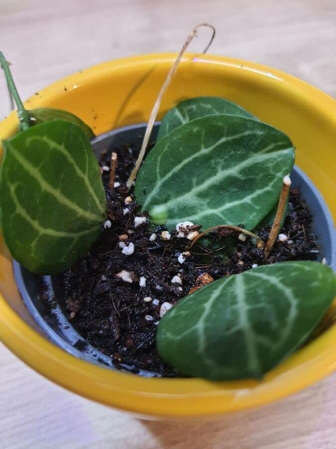 Dischidia 3