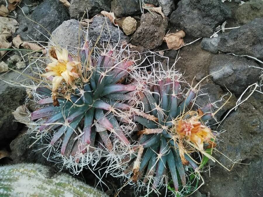 Cactus 2