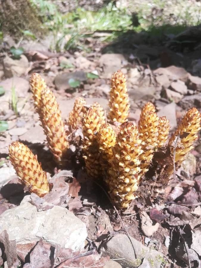 Conopholis 6