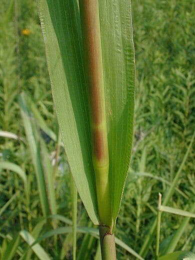 Tripsacum dactyloides 16