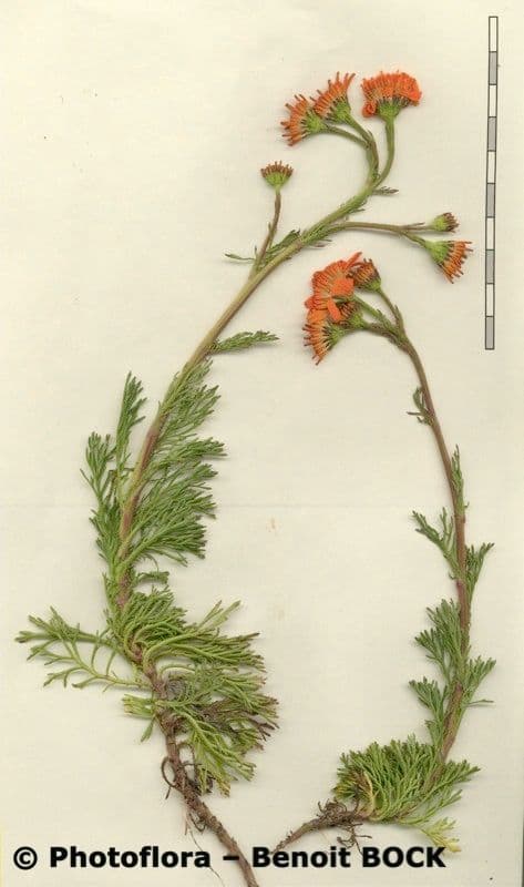 Jacobaea 16