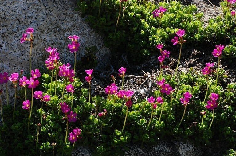 Primula 9