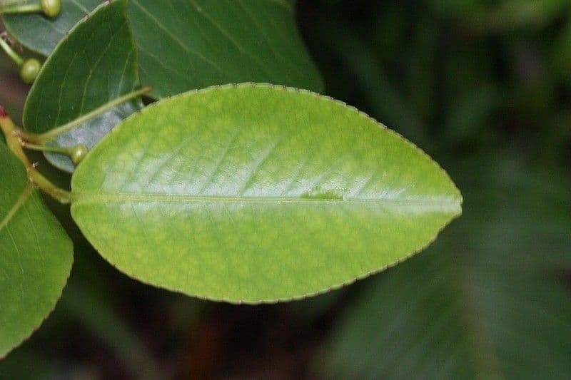 Aphloia theiformis 19