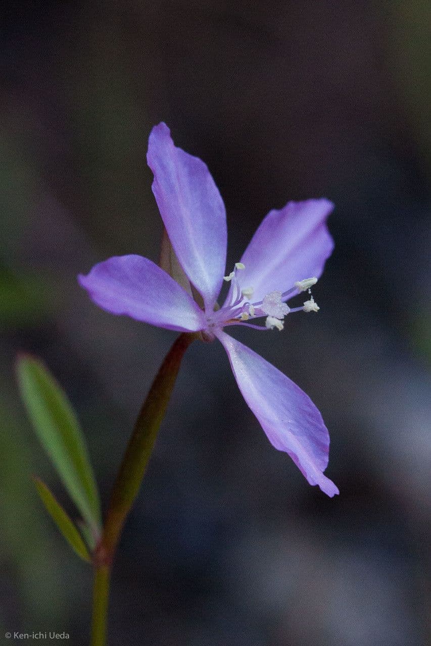 Clarkia modesta 3