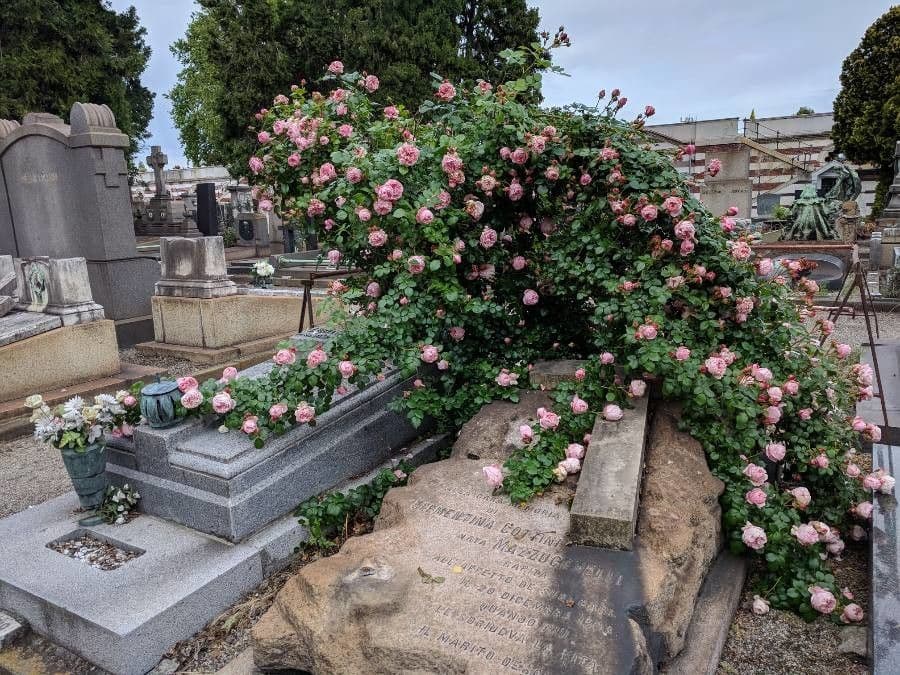 Rosa 14