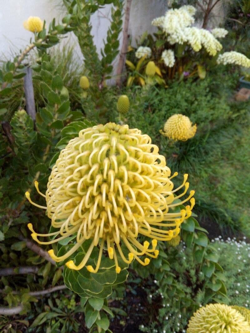 Leucospermum 18
