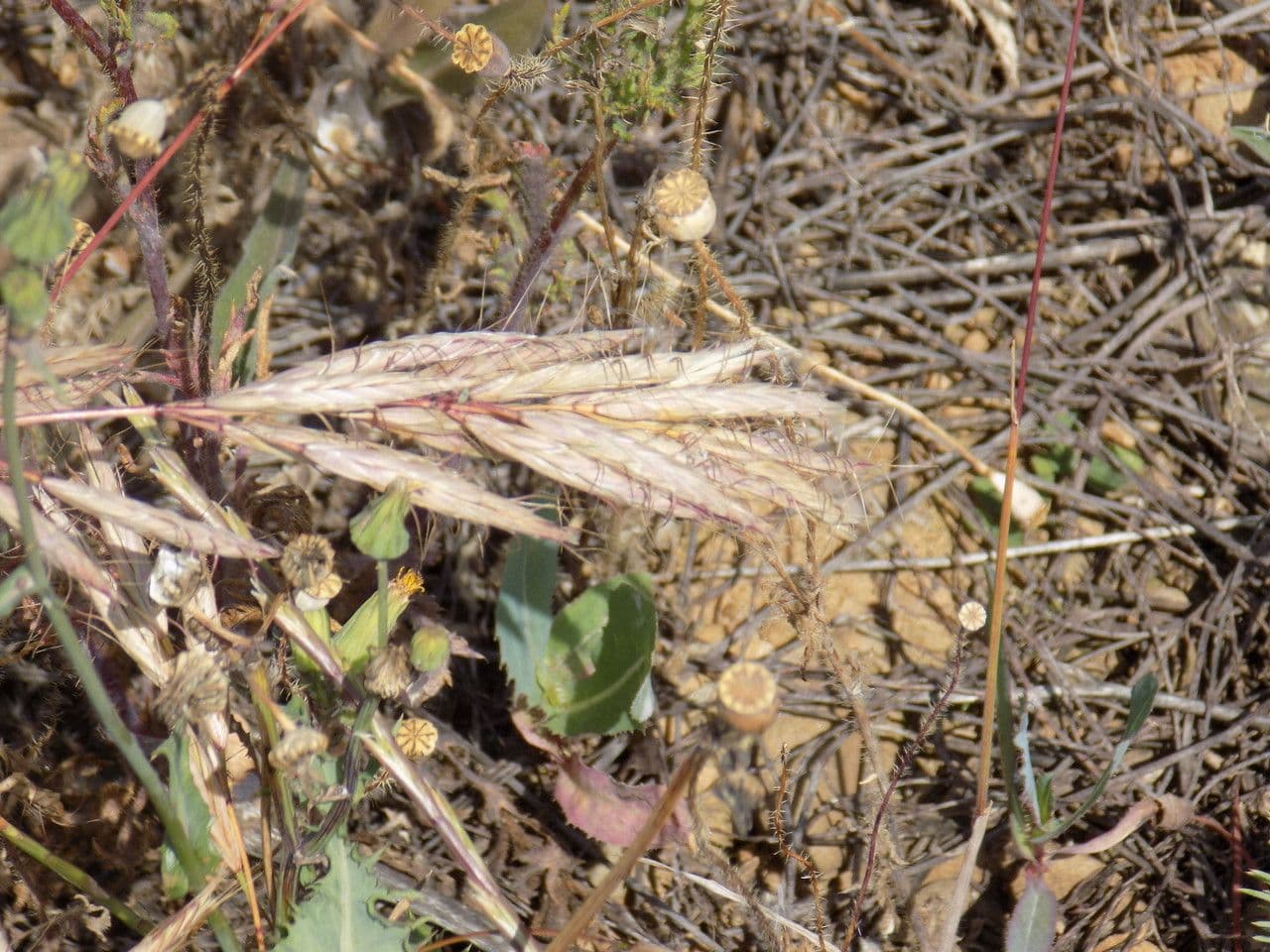 Brome lancéolé 8