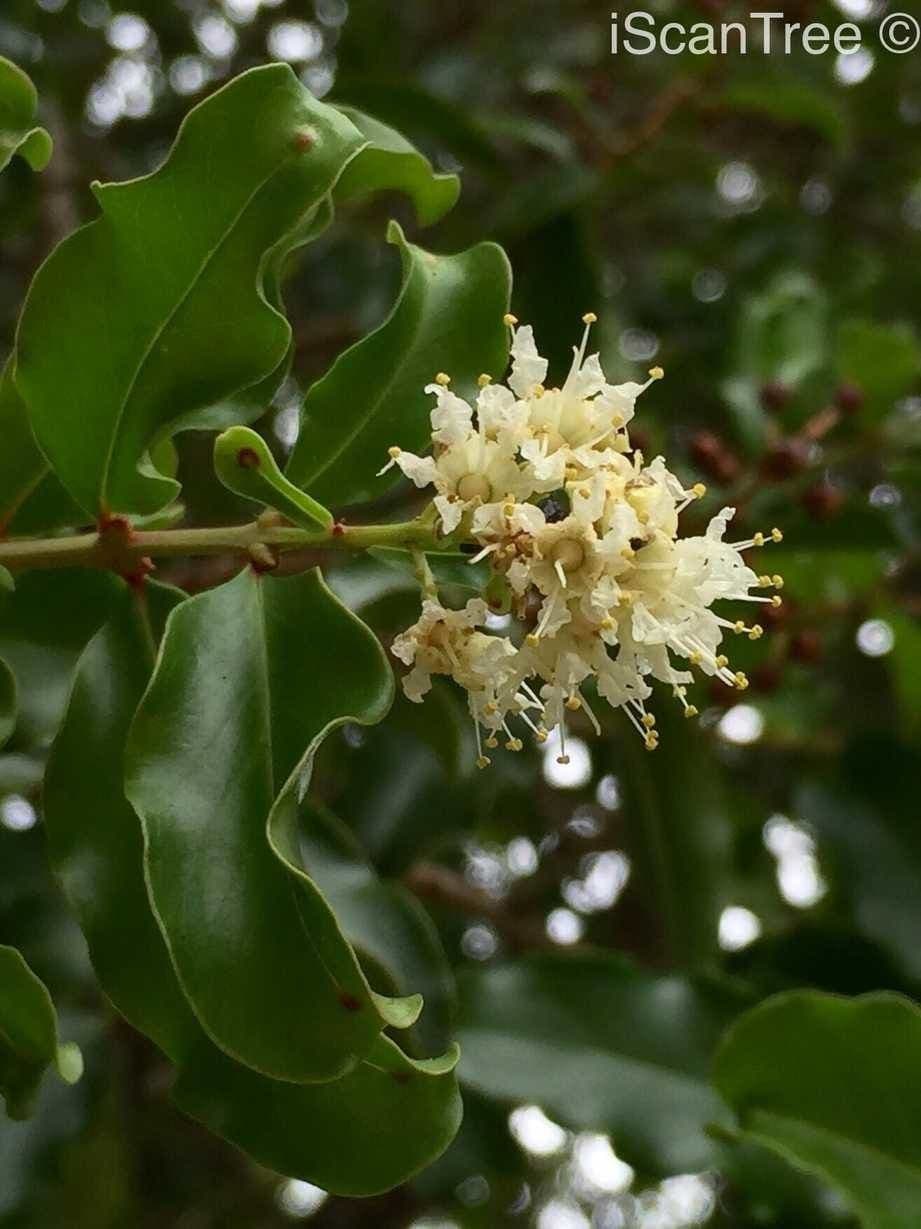 Galpinia 8
