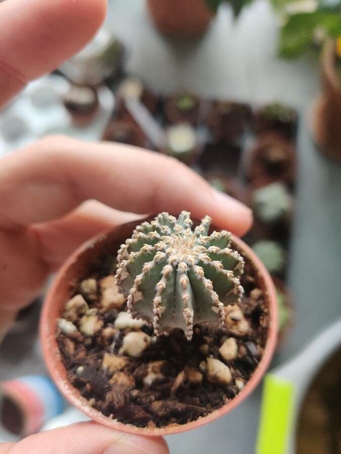Mexická geohintonia