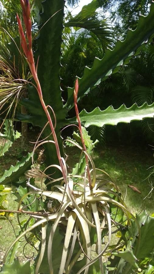 Tillandsia utricolata 12