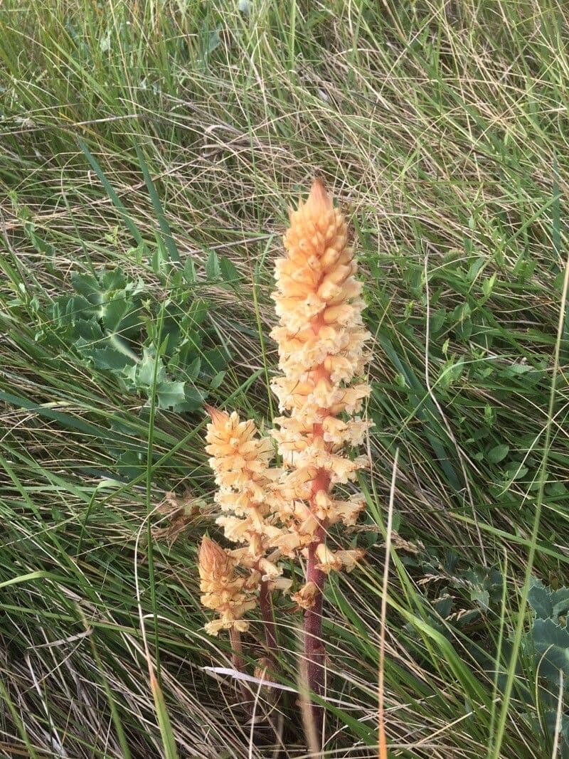 Orobanche amethystea 6