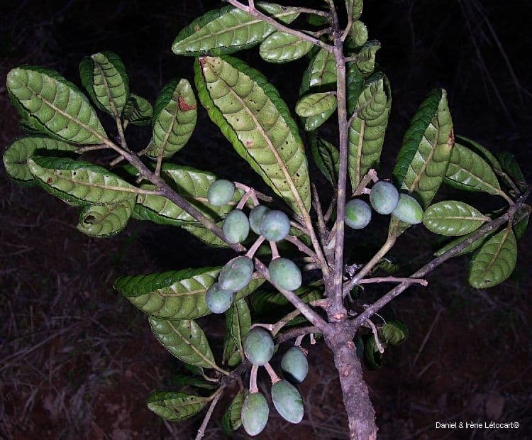Elaeocarpus