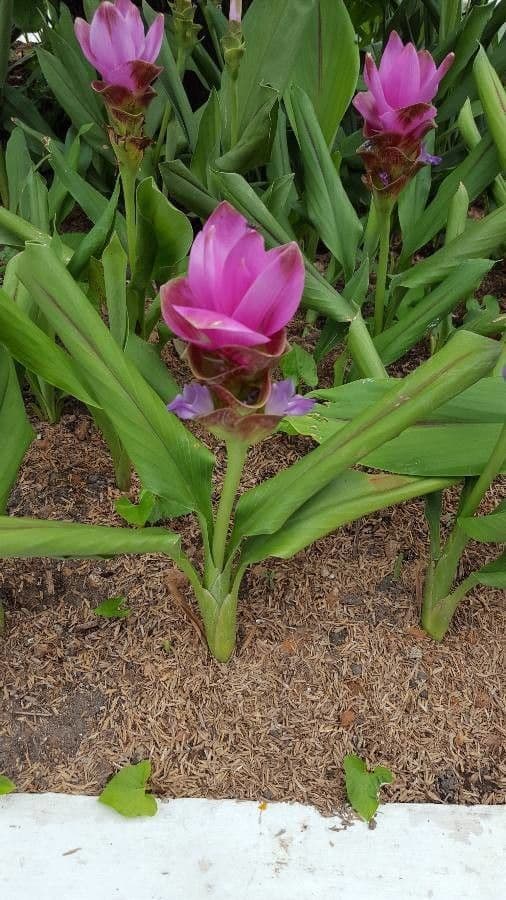Siam-Tulpe 19
