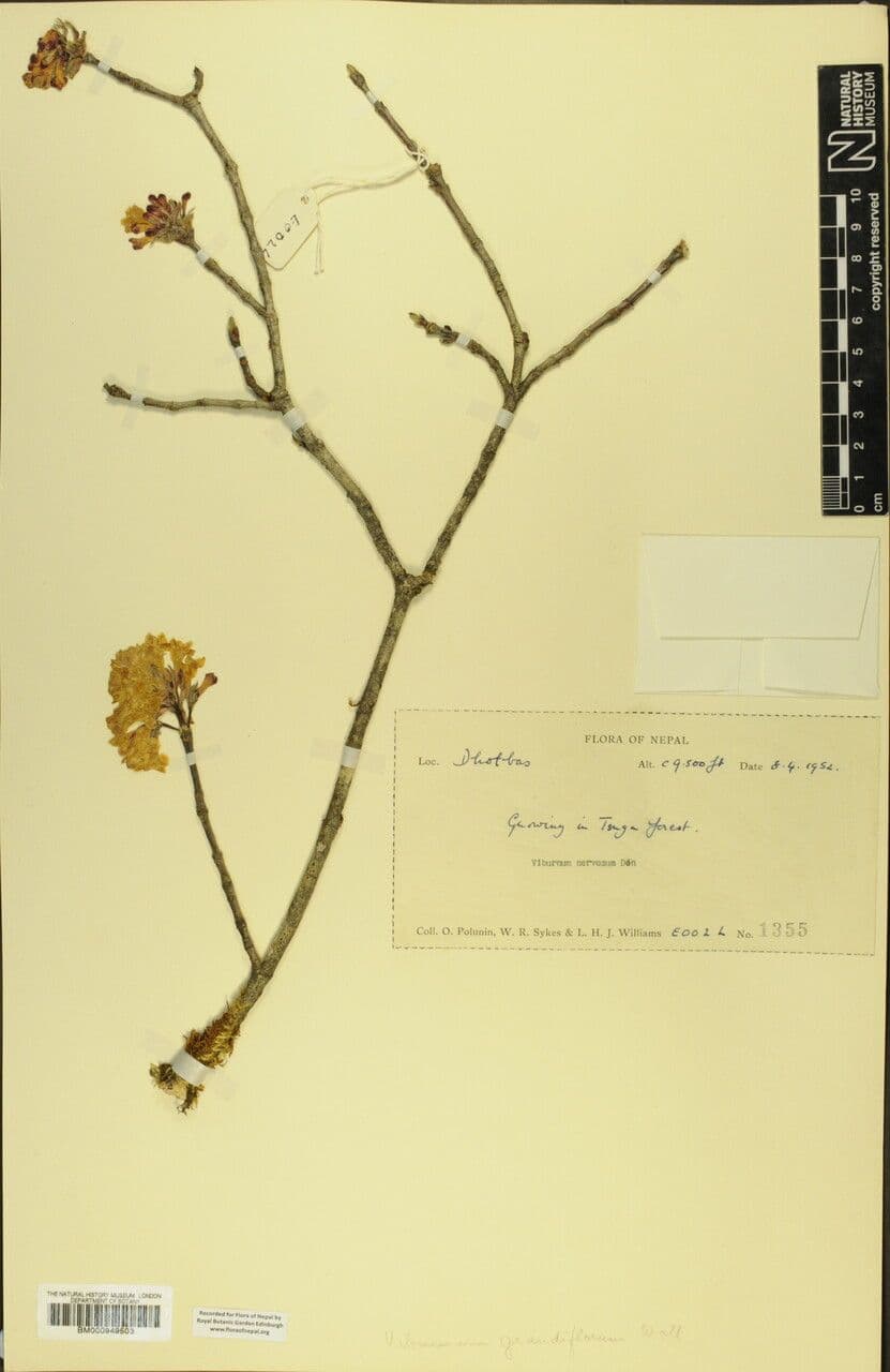 Großblütige Viburnum 14