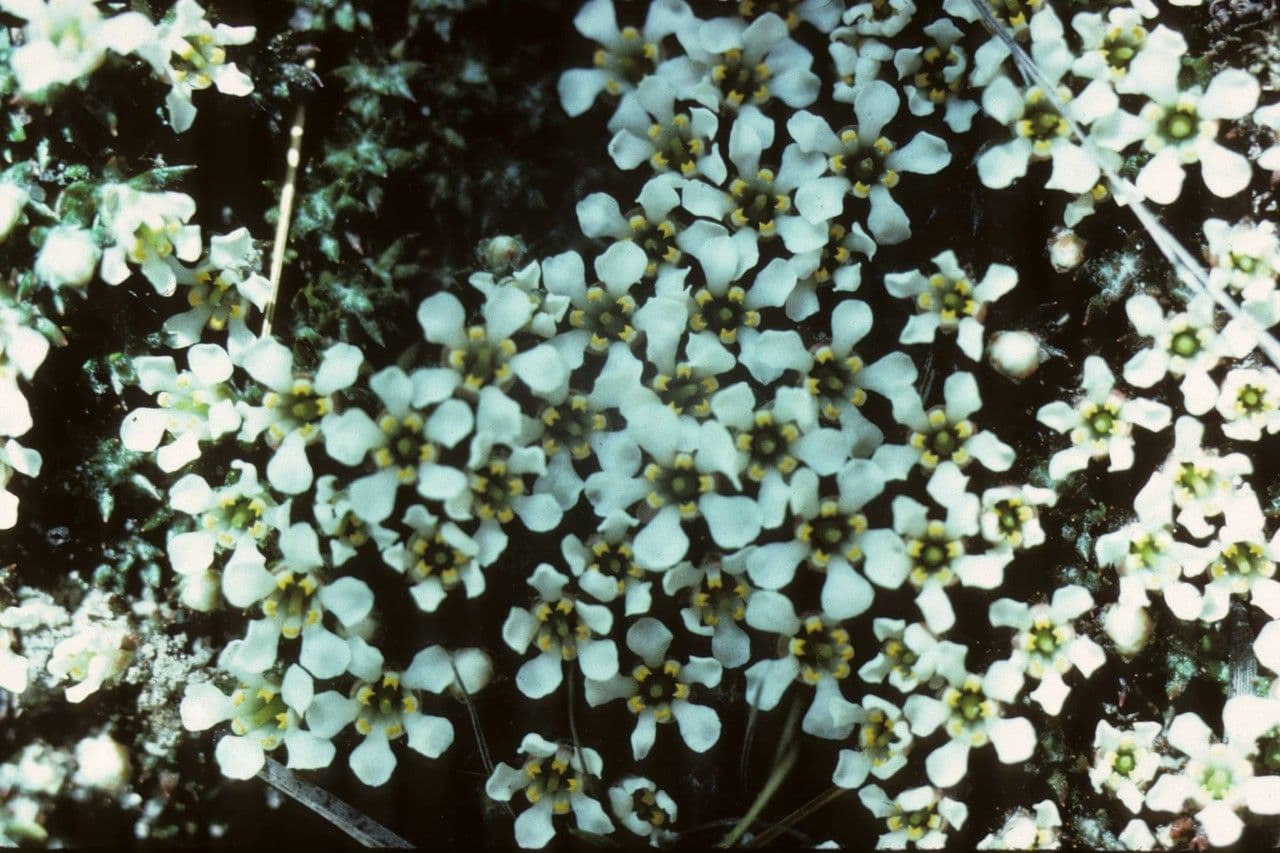 Pyxidanthera barbulate