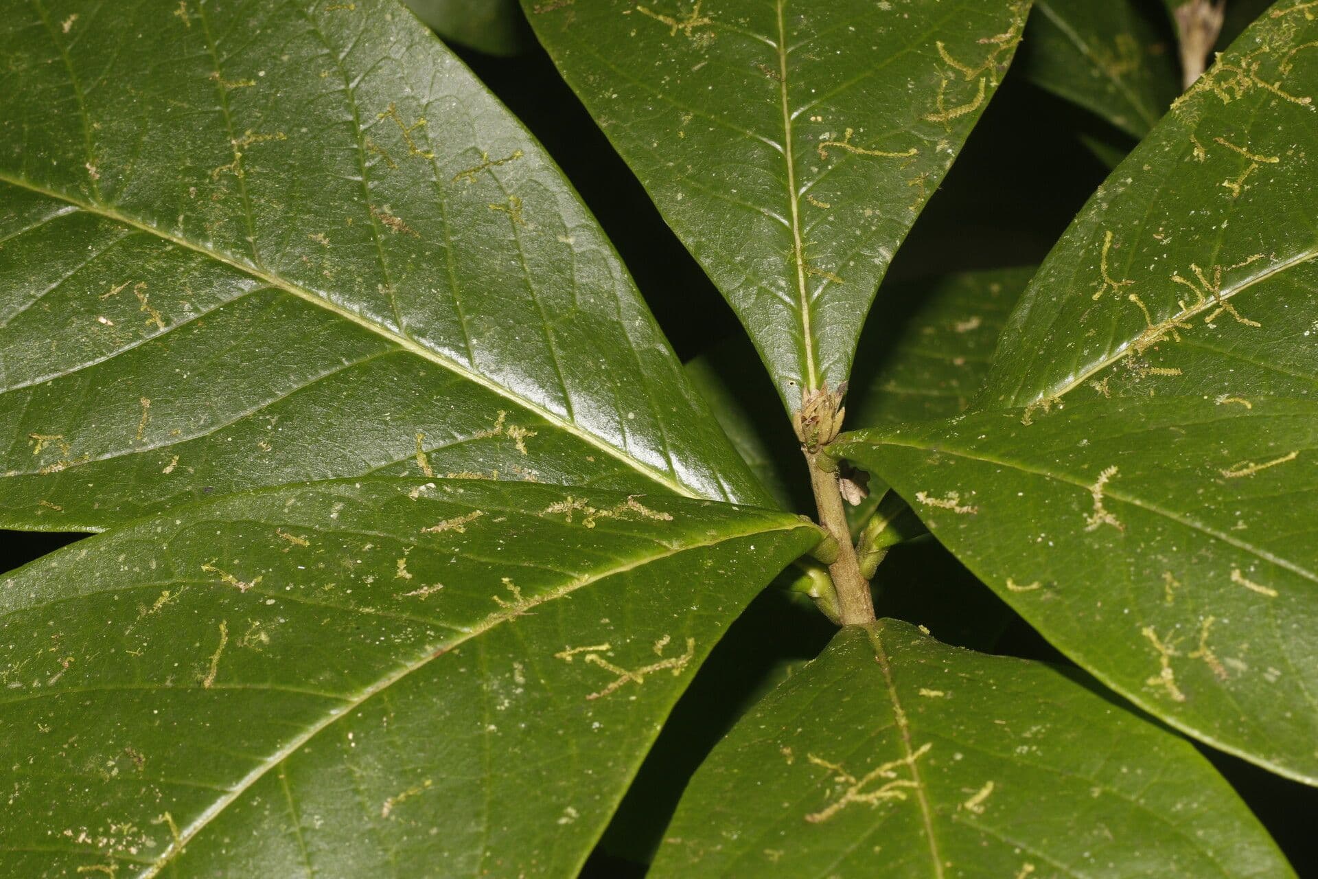 Daphnopsis 2