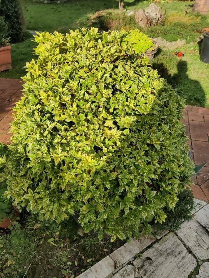 Buntlaub-Duftblume 12