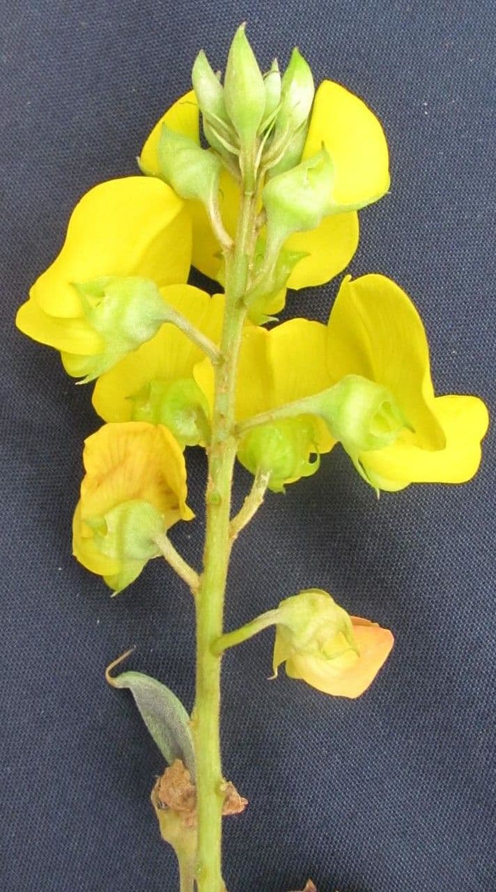 Crotalaria 22