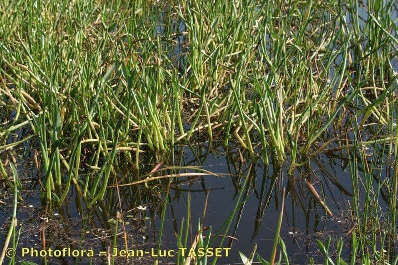 Panicaut cornu 6