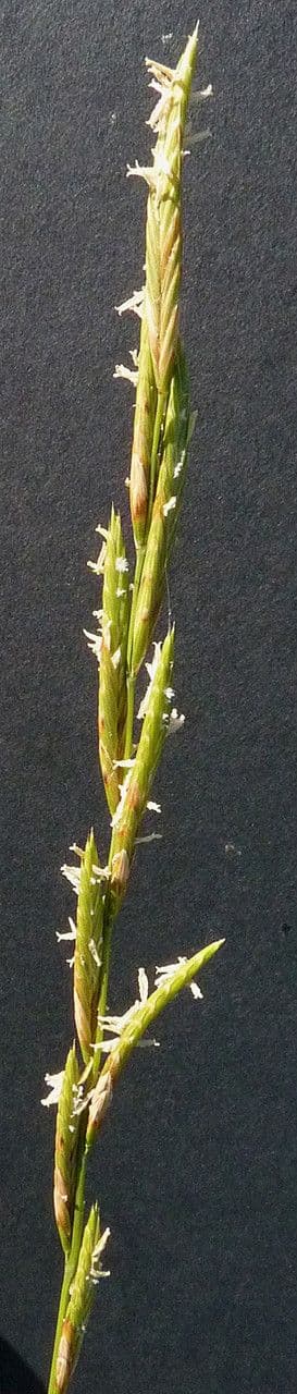 Brachypode phénicoïde 23