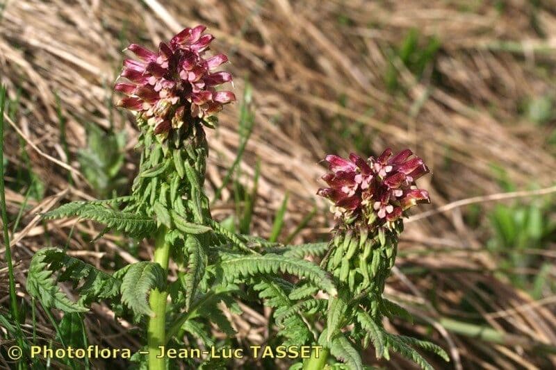 Pedicularis senza becco 21
