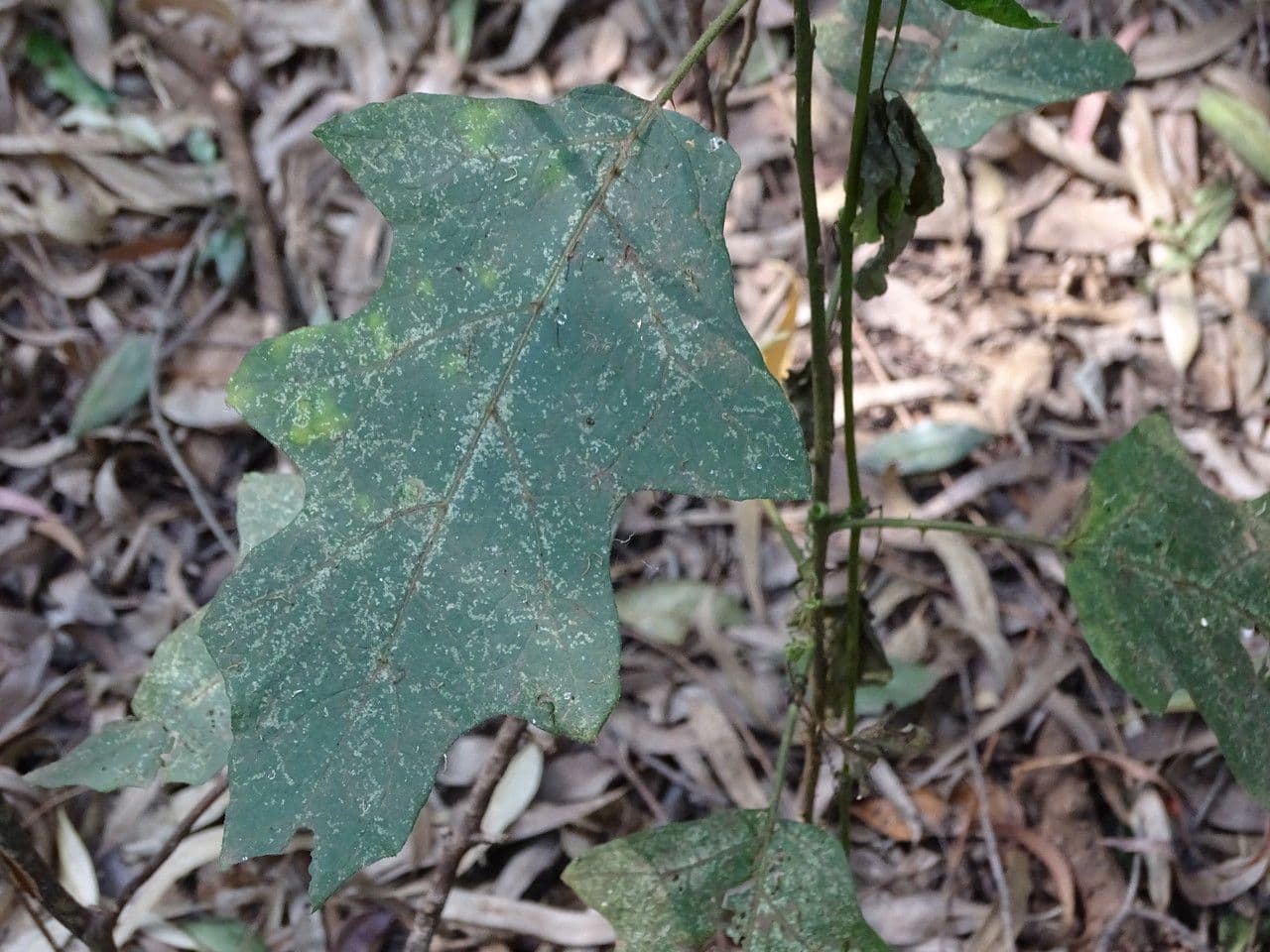 Solanum aculeastrum 3