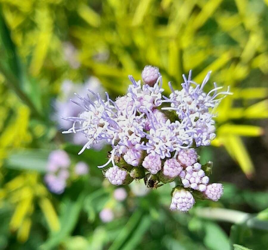Chromolaena arnottiana 2